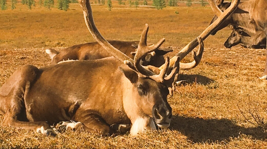 One of 700,000 reindeer owned by nomadic herders in the Yamal-Nenets Autonomous Region