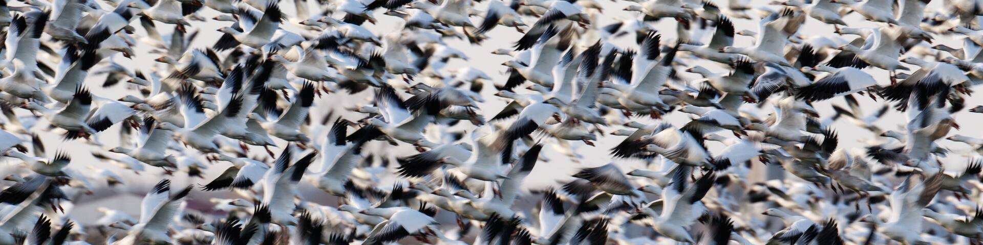 A large flock of birds in flight over a grassy field.