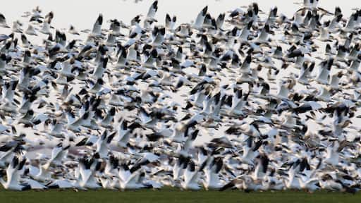 Migrating snow geese in Eastern Ontario in early winter