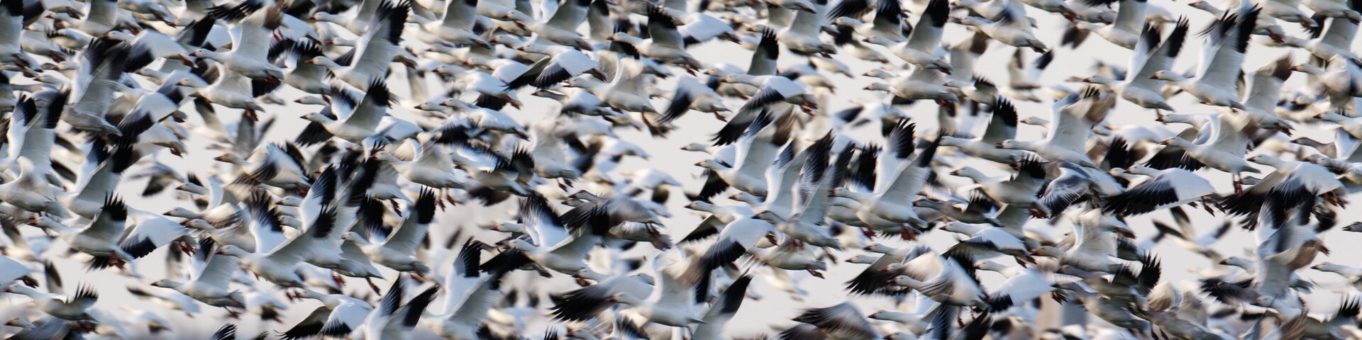 Migrating snow geese in Eastern Ontario in early winter
