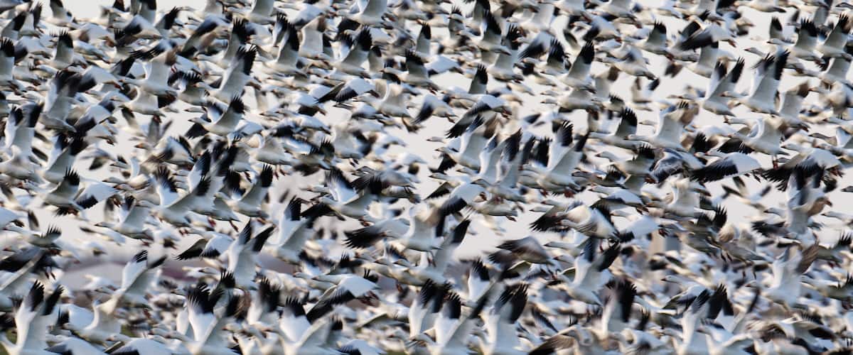 A large flock of birds in flight over a grassy field.