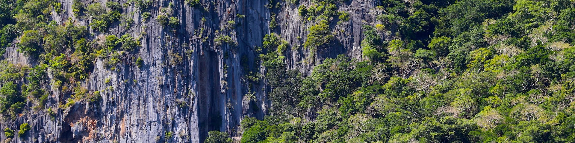 A rugged cliff with dense green vegetation.