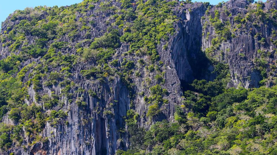 A rugged cliff with dense green vegetation.