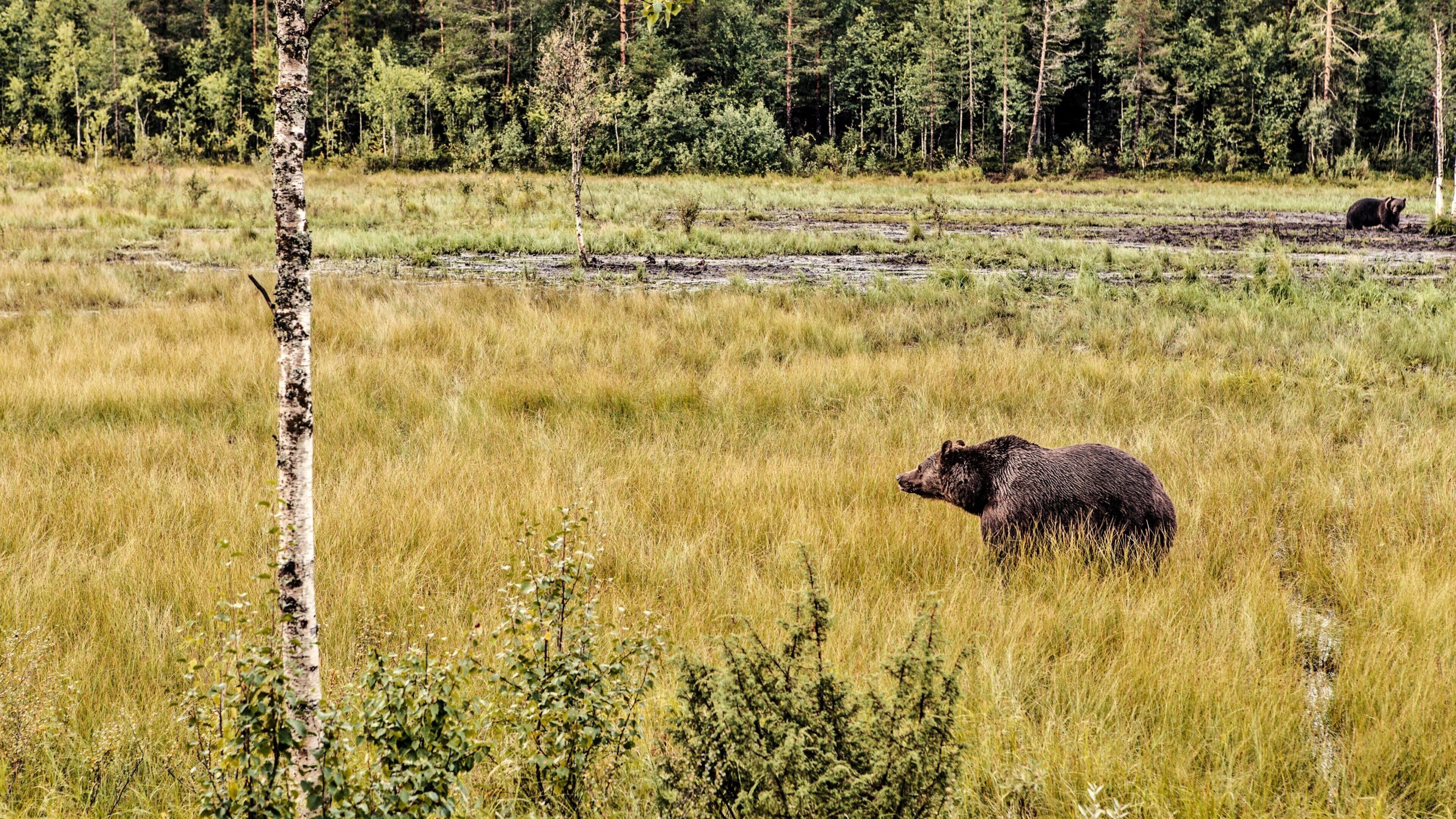 盧卡滑雪場 呈现出 森林 和 陸上動物
