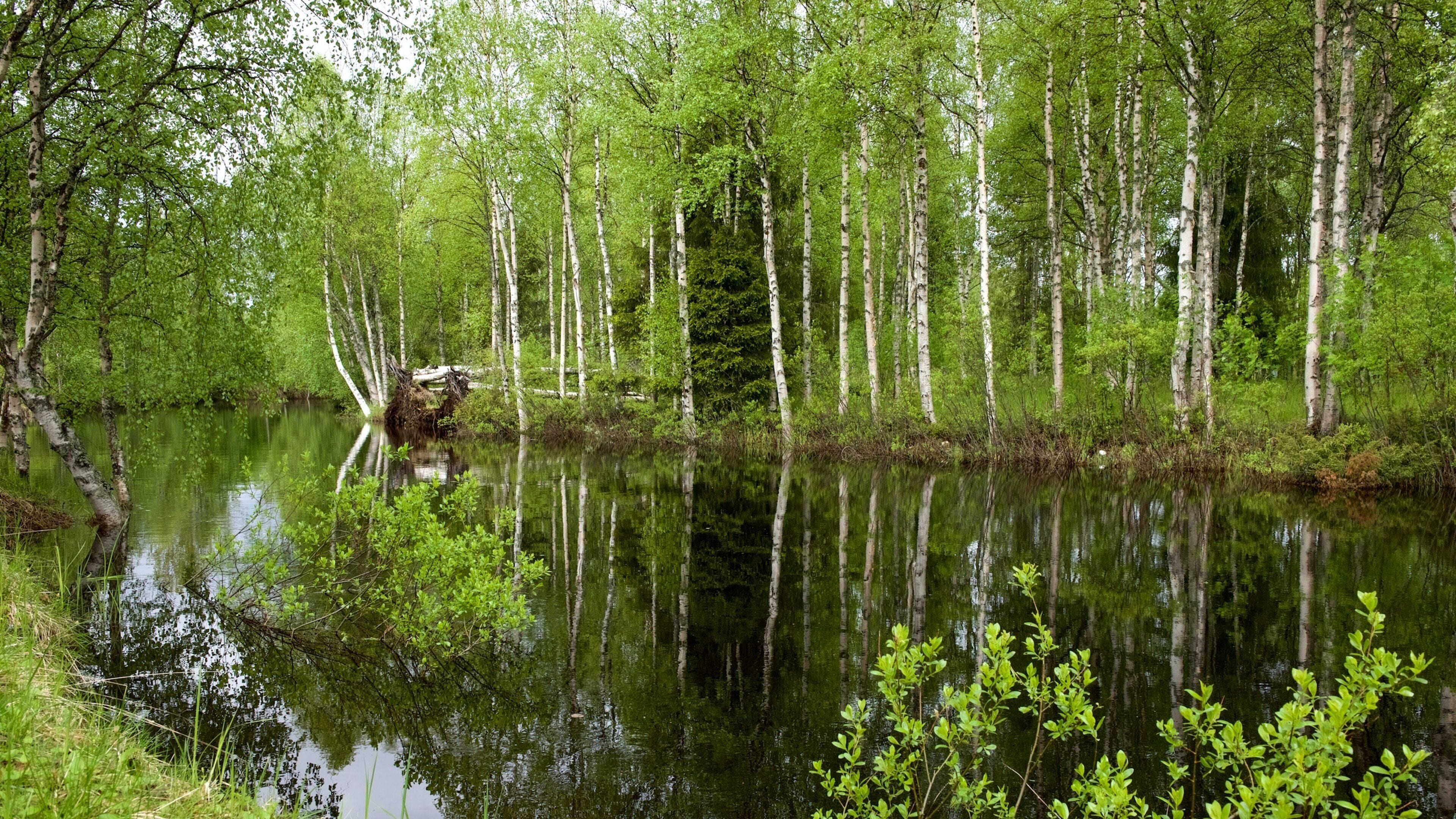 Kuusamo-park bevat een rivier of beek en bos