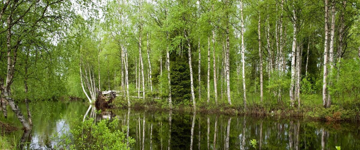Kuusamo Park which includes forests and a river or creek