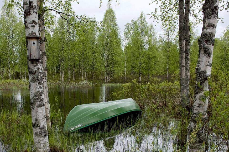 A green boat named "LOKA 400" partially submerged in a forested wetland area with birch trees.
