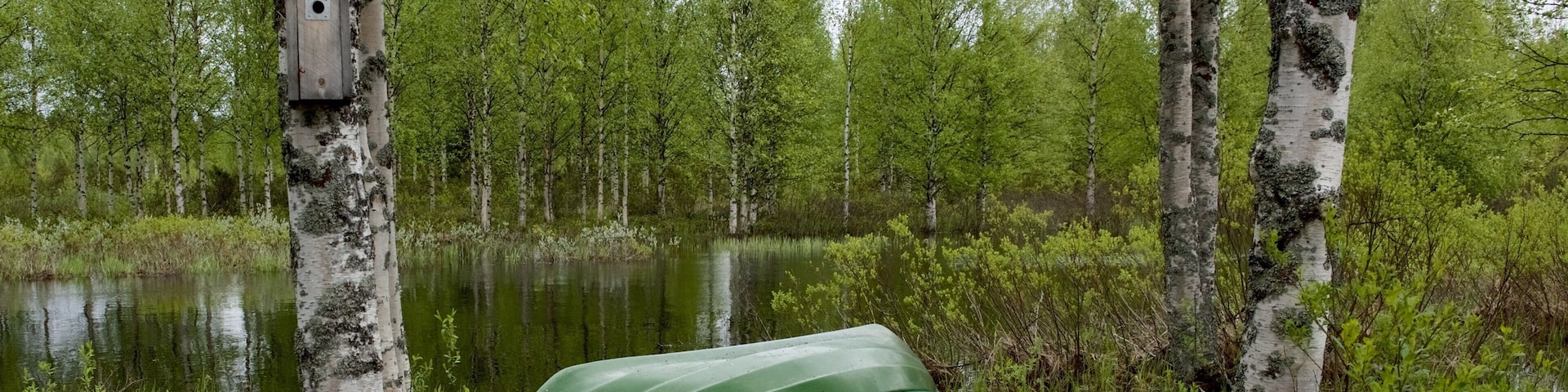Parque de Kuusamo mostrando cenas de floresta e um rio ou córrego