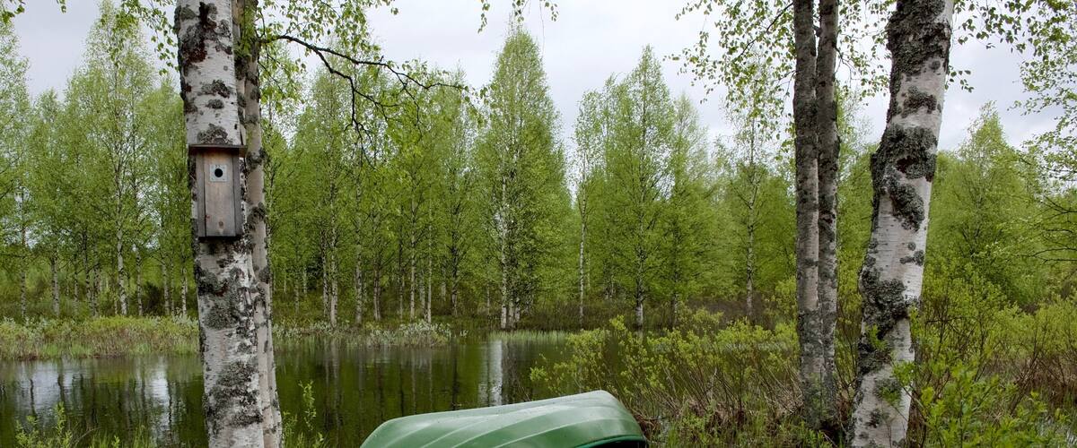 A green boat named "LOKA 400" partially submerged in a forested wetland area with birch trees.