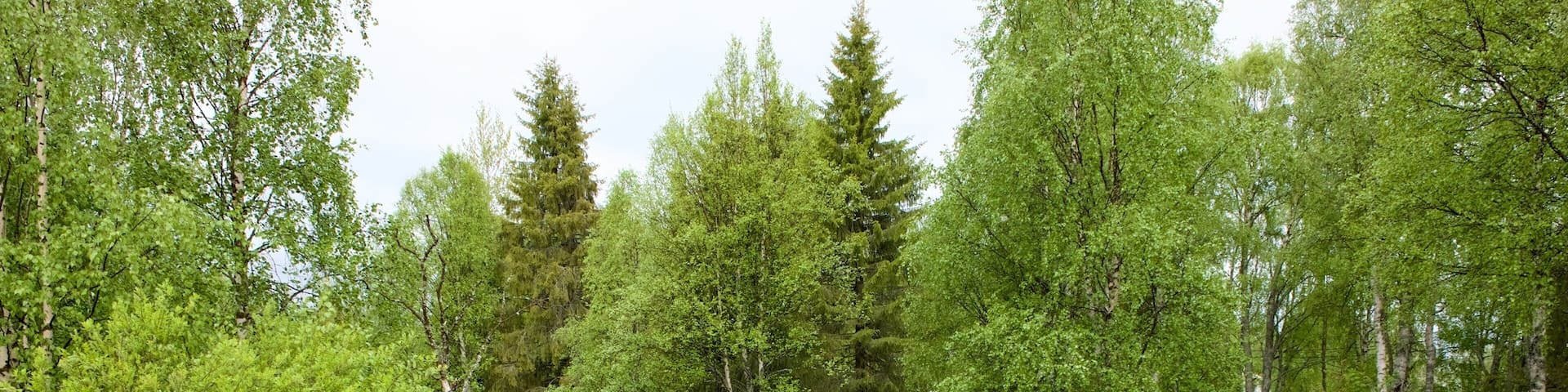 Kuusamo Park featuring forest scenes and a river or creek