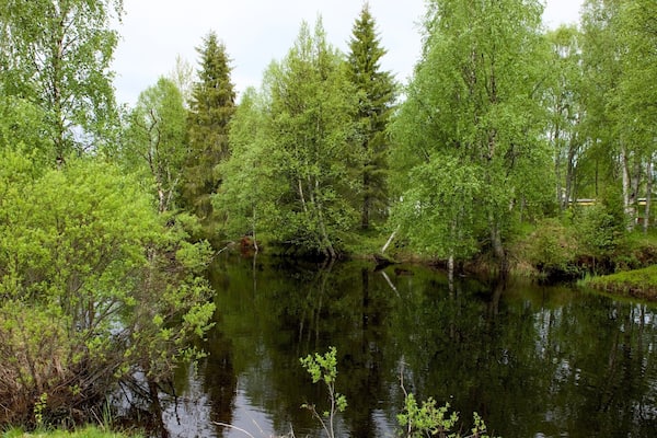 Parc de Kuusamo qui includes scĂšnes forestiĂšres et riviĂšre ou ruisseau