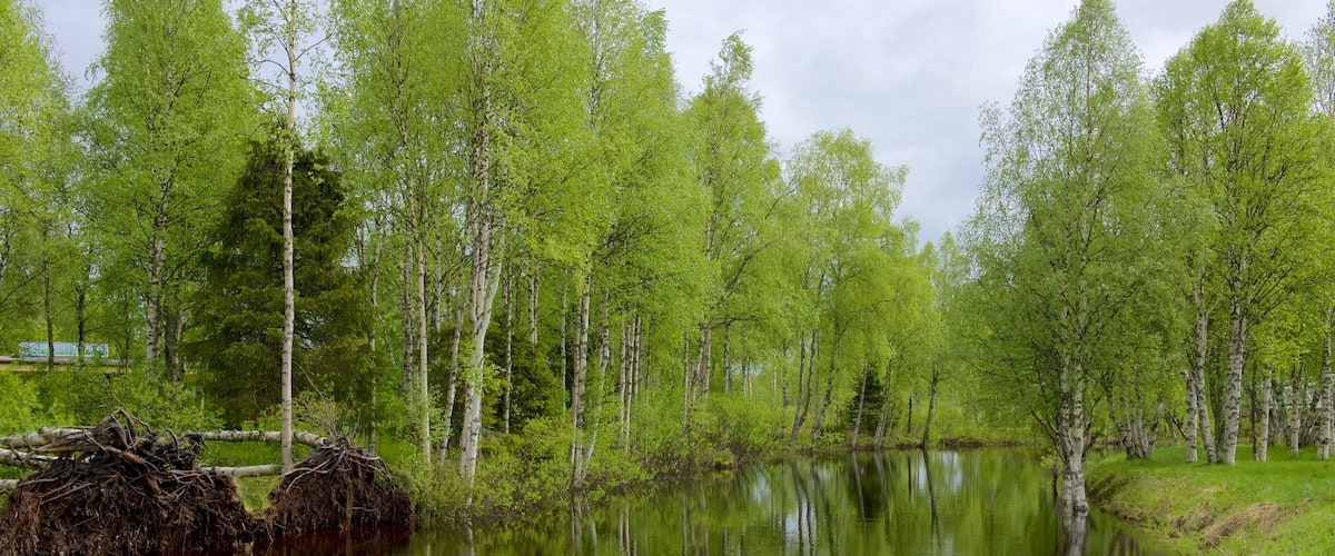 Parque de Kuusamo mostrando um rio ou córrego e florestas