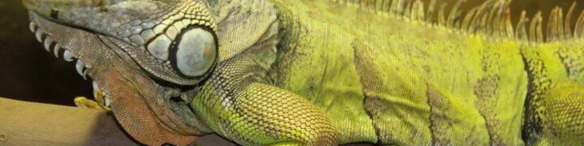 On the NSW South Coast is a lovely little village with a kick-ass zoo! Def worth a visit.