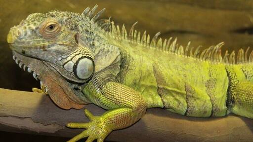 On the NSW South Coast is a lovely little village with a kick-ass zoo! Def worth a visit.