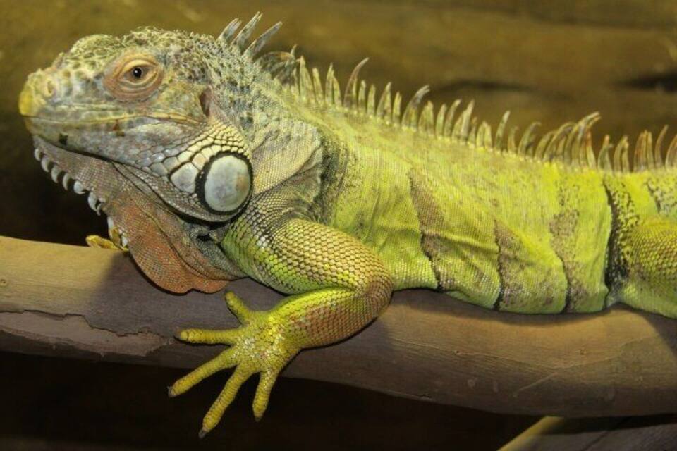 Una iguana verde con ojos saltones y escamas puntiagudas descansando sobre una rama.
