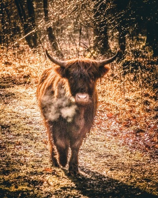 In the valley of the Rode beek (red creek) in Schinveld, Holland. They let these beauty's roam around and graze free in the forrest and fields.
#nature #animals #moody #nationalpark #netherlands #attraction