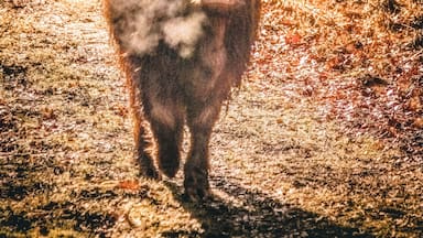 In the valley of the Rode beek (red creek) in Schinveld, Holland. They let these beauty's roam around and graze free in the forrest and fields.
#nature #animals #moody #nationalpark #netherlands #attraction