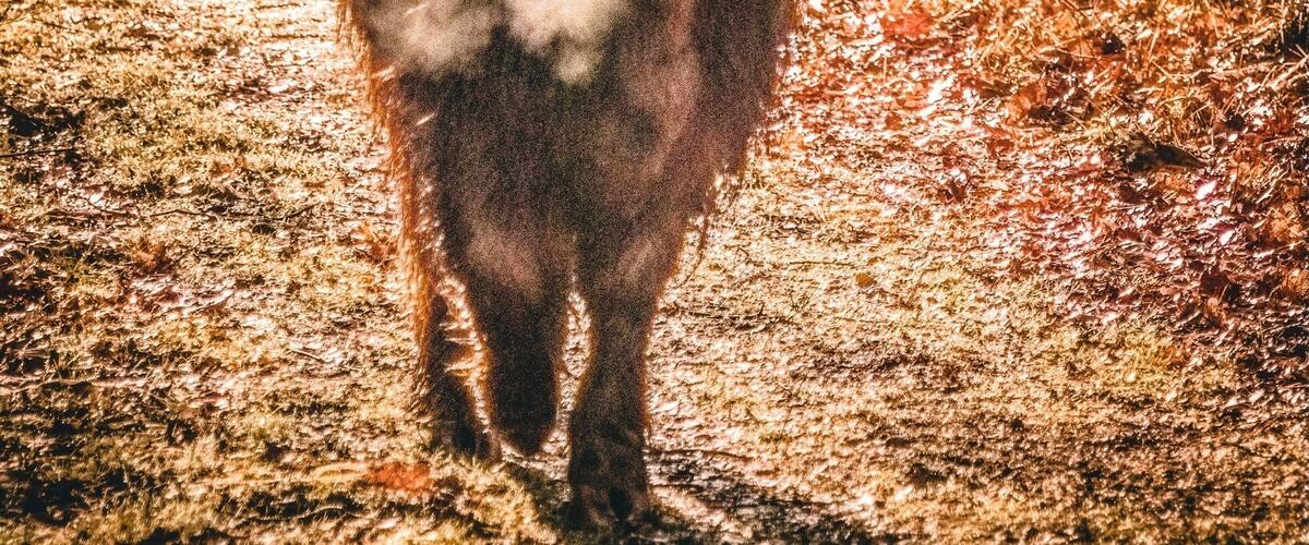 A Highland cow in a forested area.