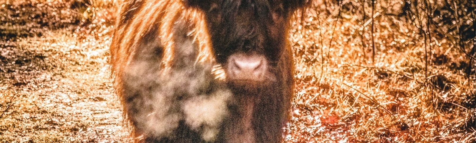 A Highland cow in a forested area.