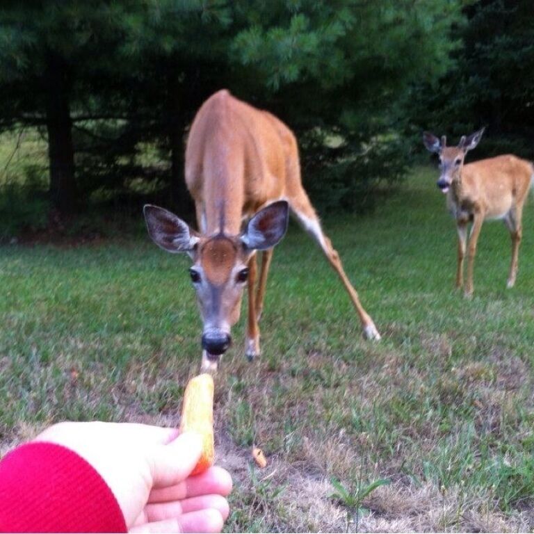 On fox point road you can feed deer between 6-9. Just watch for bears.