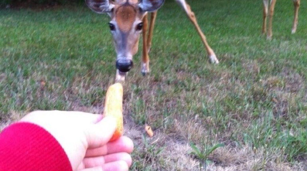 On fox point road you can feed deer between 6-9. Just watch for bears.