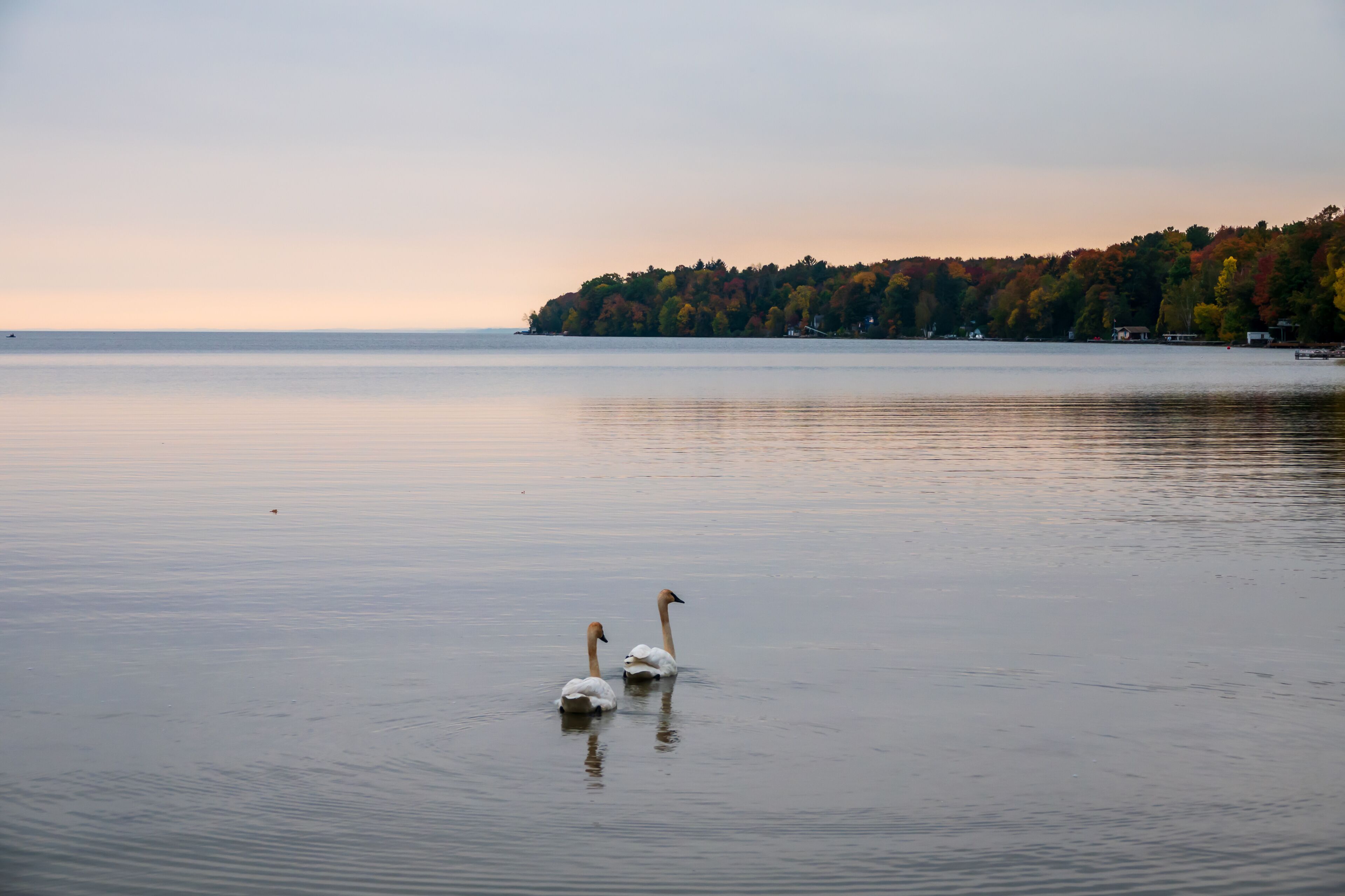 A Pair of Swans Gliding Across Carthew Bay at Dusk of an Early Autumn Evening