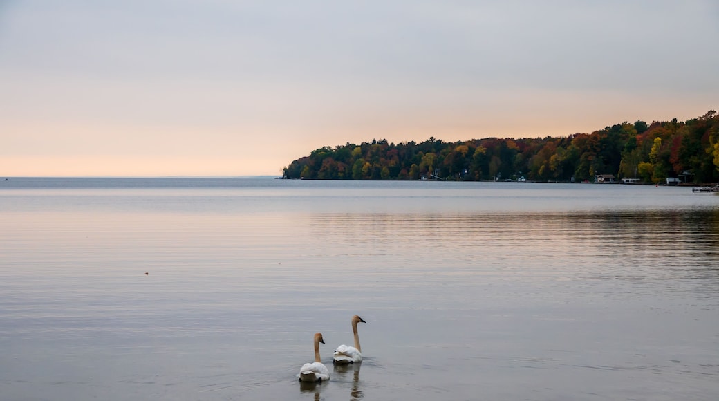 A Pair of Swans Gliding Across Carthew Bay at Dusk of an Early Autumn Evening