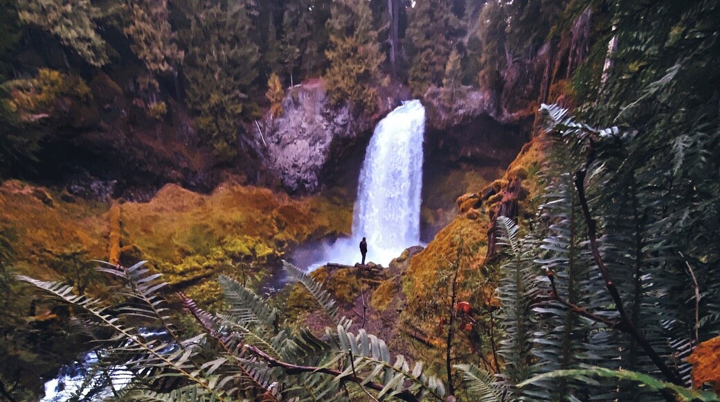 Hello November #trovember #hiking #pnw #colorful #nature