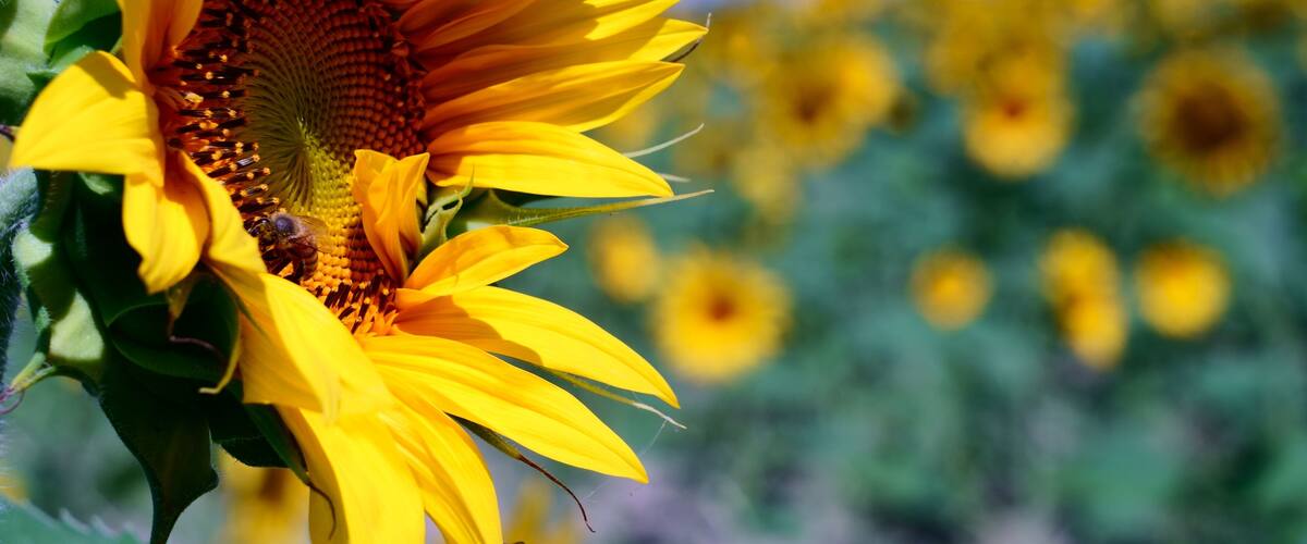 Crazy, dreamlike Sunflowers from Italy
