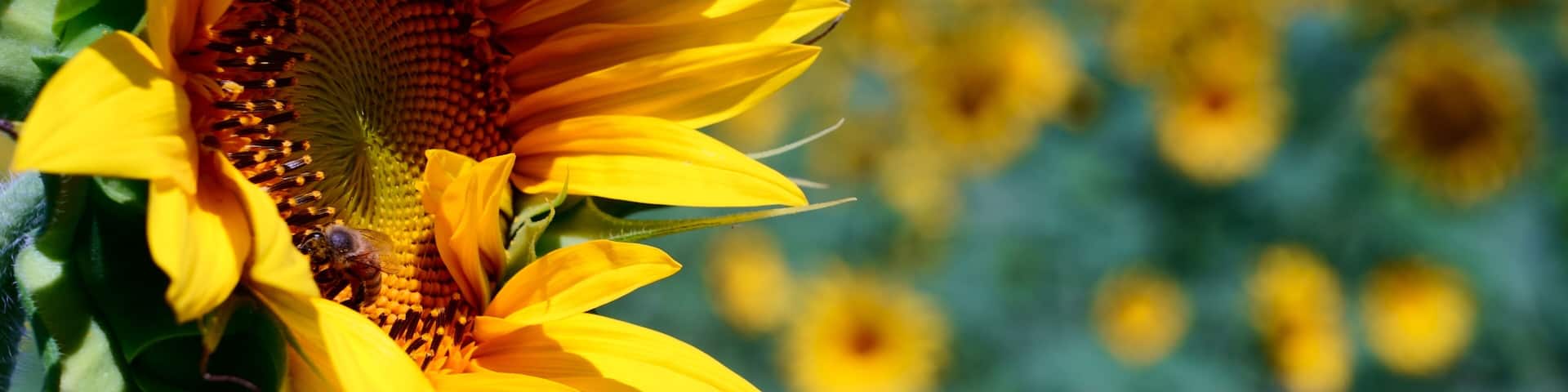 Crazy, dreamlike Sunflowers from Italy