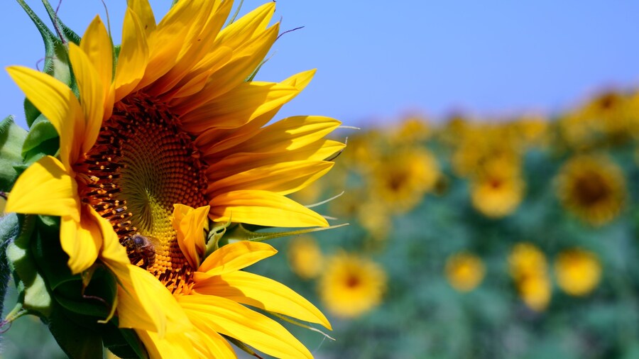 Van Gogh's Sunflowers