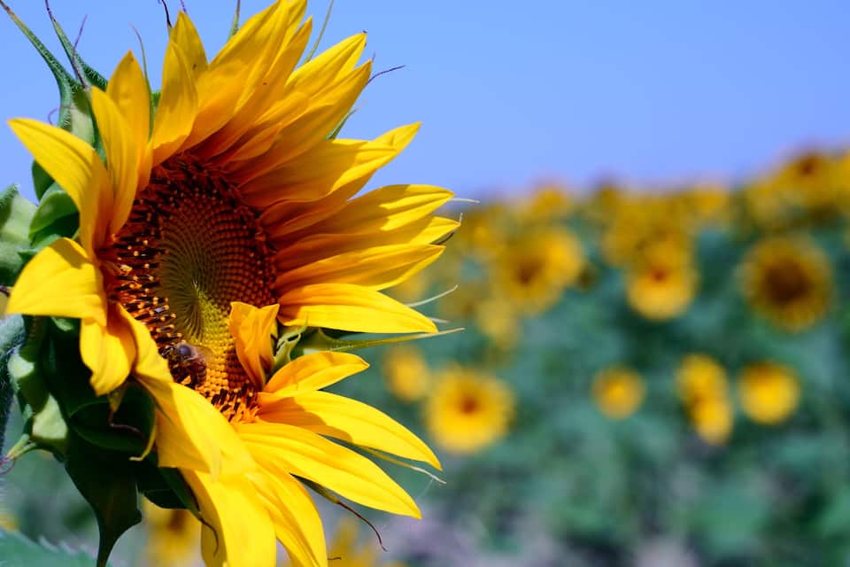 A close-up of a sunflower with a bee on it, set against a field of sunflowers.