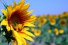 Crazy, dreamlike Sunflowers from Italy