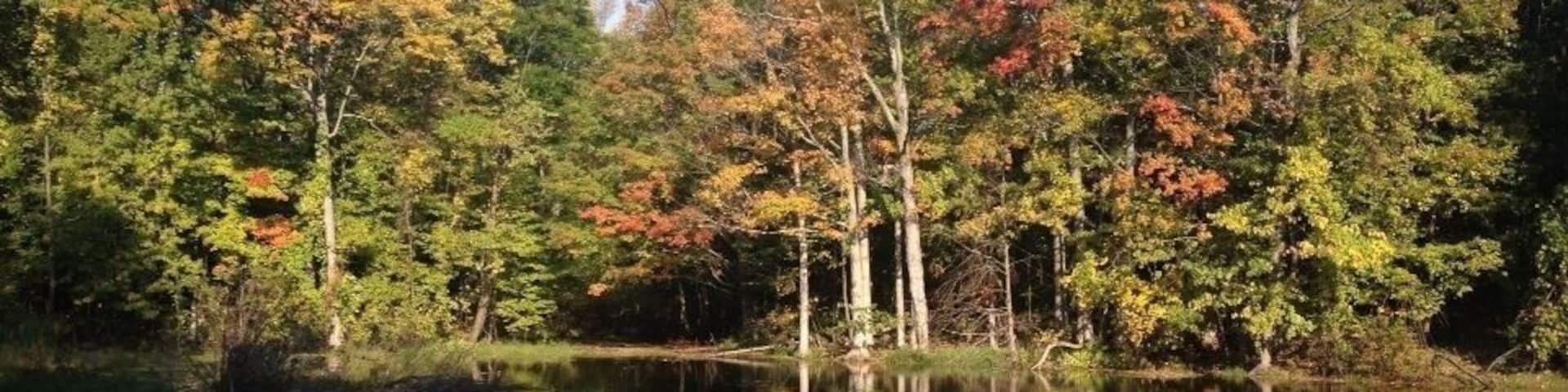 Changing of the leaves