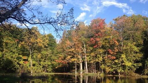 Changing of the leaves