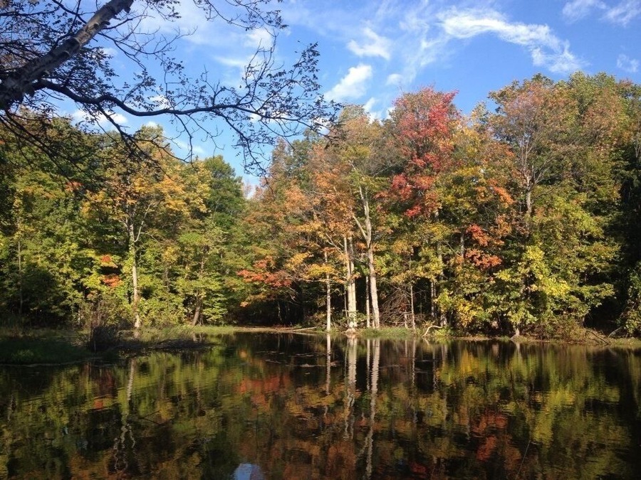 Changing of the leaves
