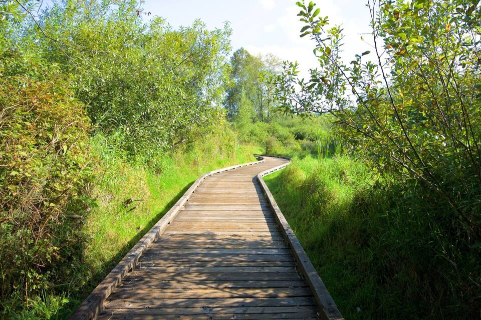 A wooden boardwalk curving through a dense, green forest.