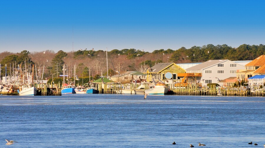 On a cold winter morning, the fishing fleet stays in the harbor of Ocean City Maryland with gulls and ducks flying around