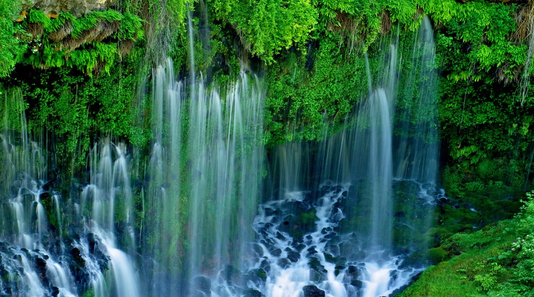 Water leaking between rock layers to form veil like falls, Burney Falls, California