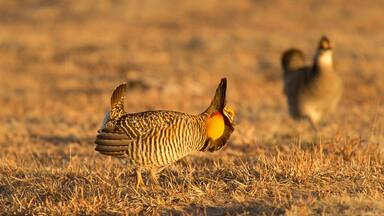 Great Prairie-Chickens mating dance; near Wray, Colorado