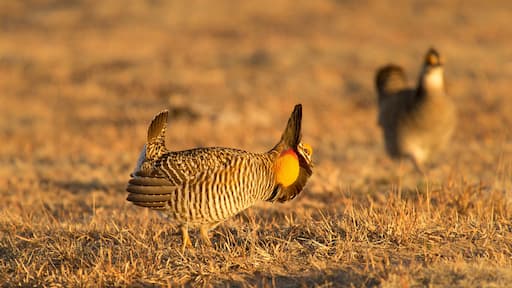 Great Prairie-Chickens mating dance; near Wray, Colorado