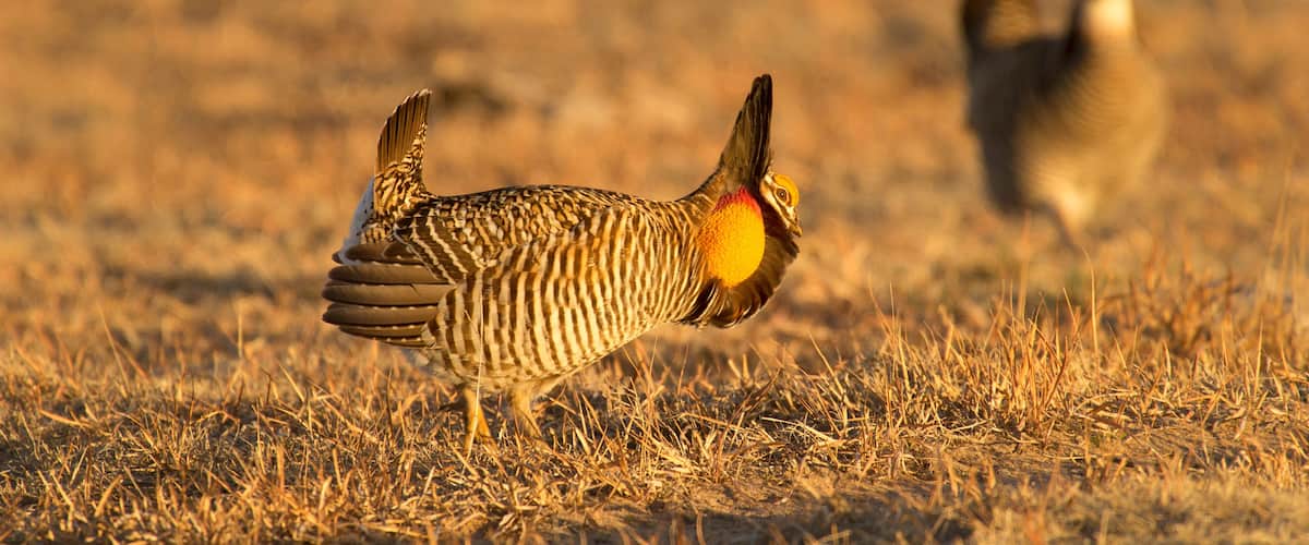 Great Prairie-Chickens mating dance; near Wray, Colorado