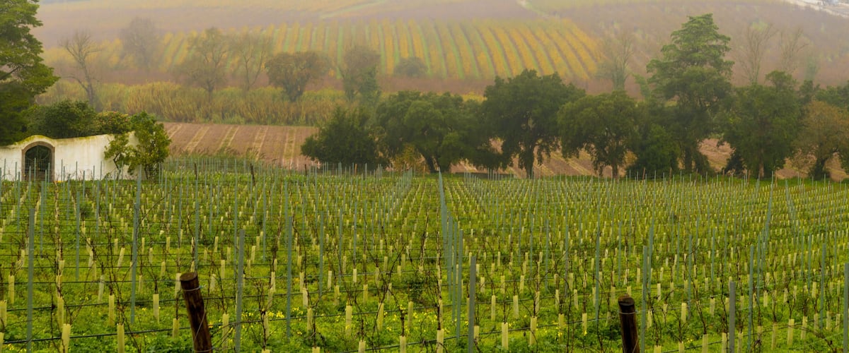 view of rolling hills and vineyards in central Portugal on a typical foggy and misty winter day