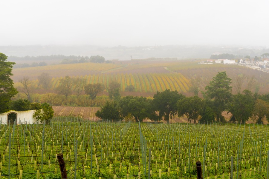 view of rolling hills and vineyards in central Portugal on a typical foggy and misty winter day