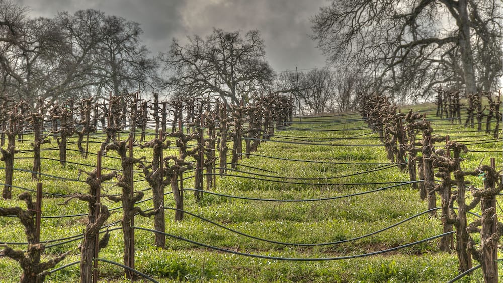 A vineyard with rows of grapevines supported by wooden stakes and wires, under a cloudy sky.