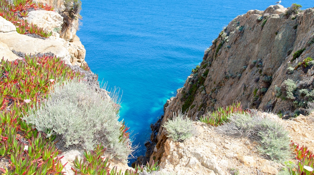 ์ง๋ฆฌ์ค ์บํ์ธ