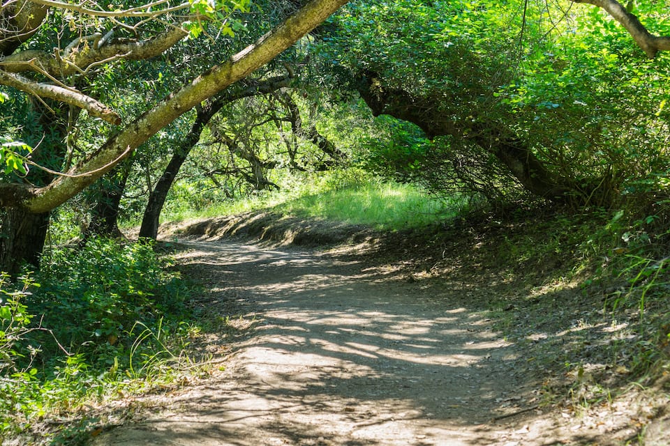 Uma trilha de terra florestada com vegetação verde densa e um grande tronco de árvore arqueando sobre o caminho.