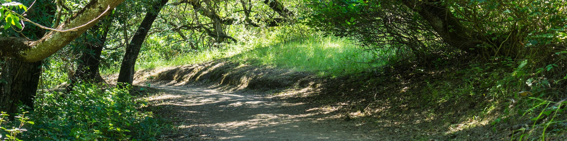 Hiking trail through the woods of Rancho San Antonio County Park, Santa Cruz mountains, Cupertino, Santa Clara county, California