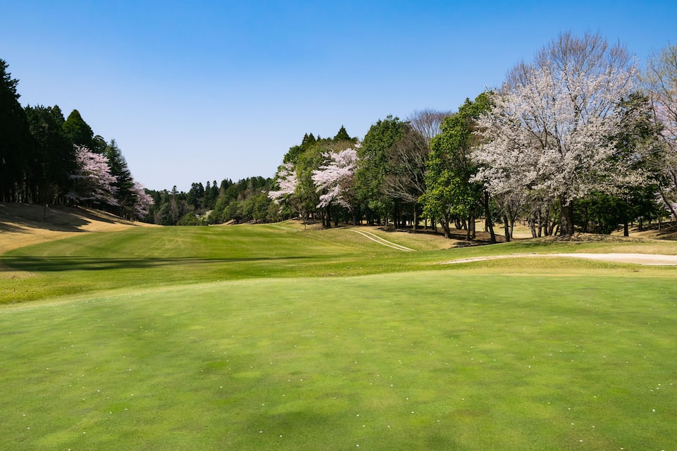 A golf course with a clear sky, green grass, and cherry blossom trees.