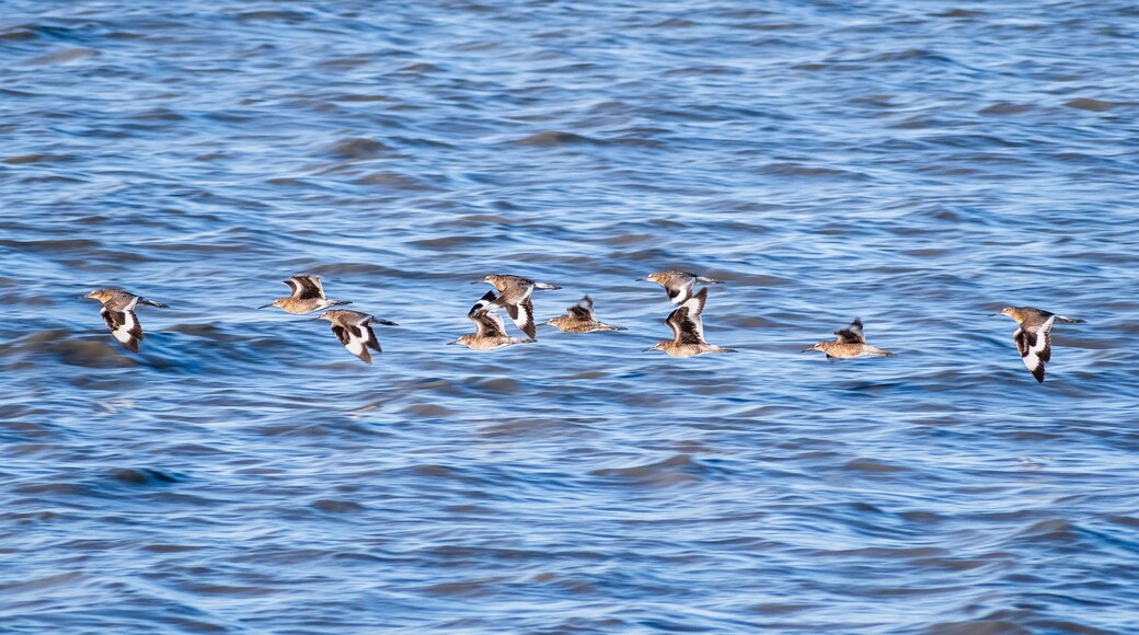 Baylands naturreservat